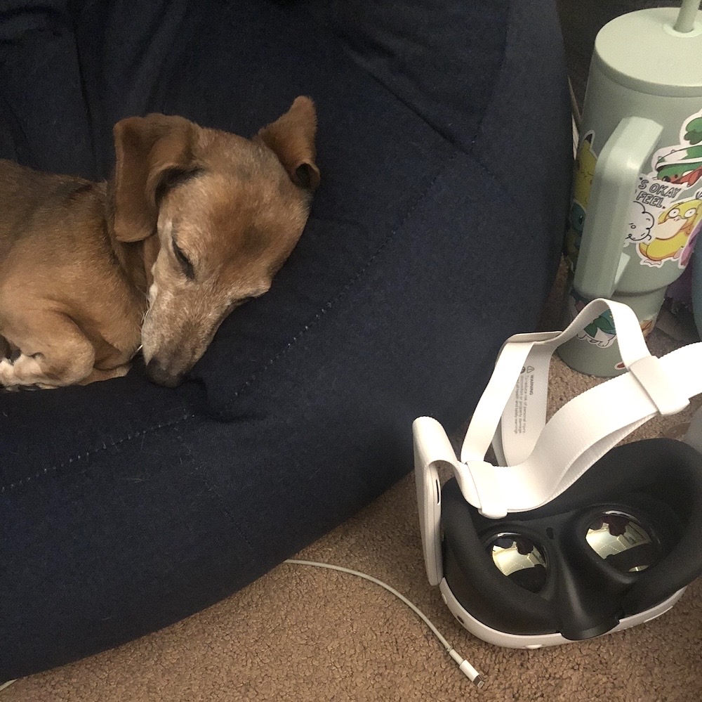 Gabby is a geriatric dachshund, who is brown and very cute and sleeping, waiting for her human to get off of VR to play.