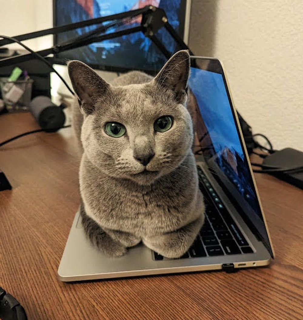 Oogies is a grey cat with green eyes, sitting on a laptop with their paws tucked in.
