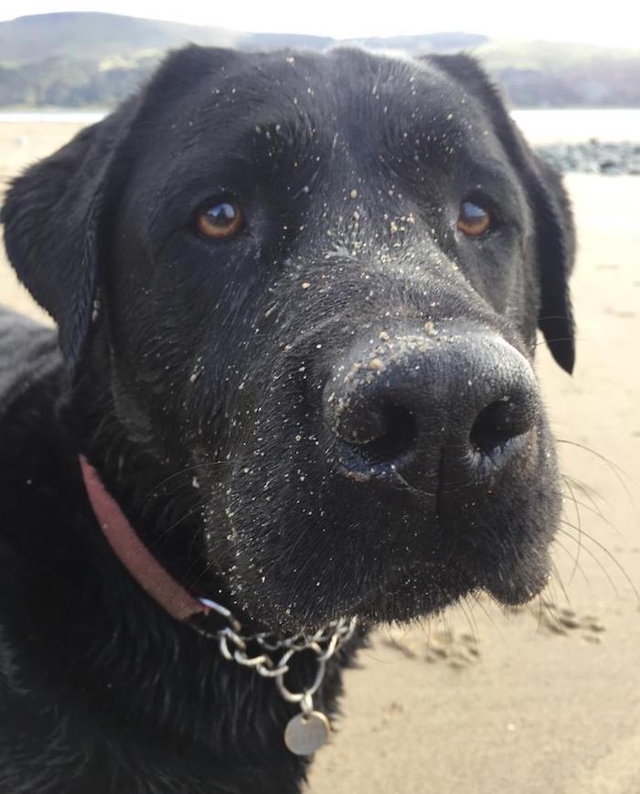 Eddie is a black dog with sand on his nose after talking walkies on the beach.