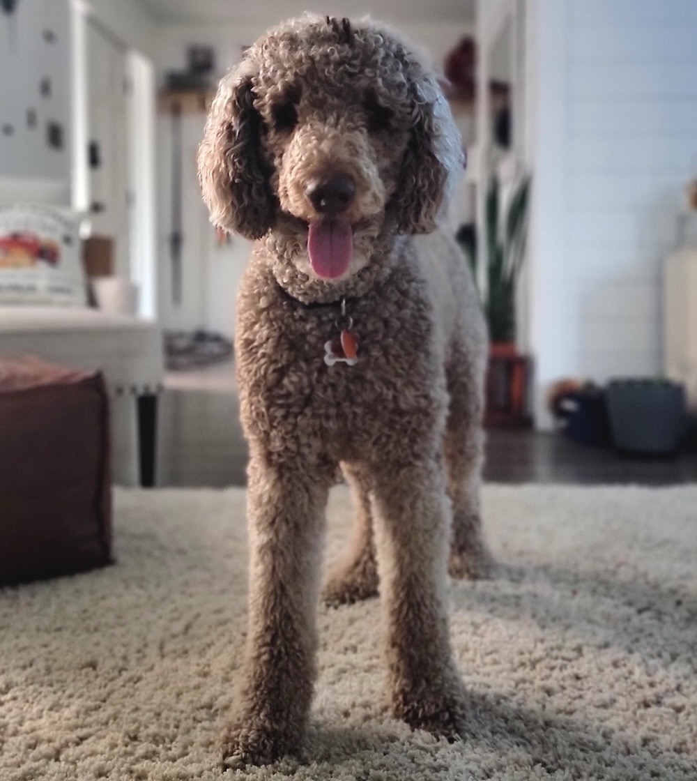 Max looks like a brown doodle-mix dog with his tongue wagging