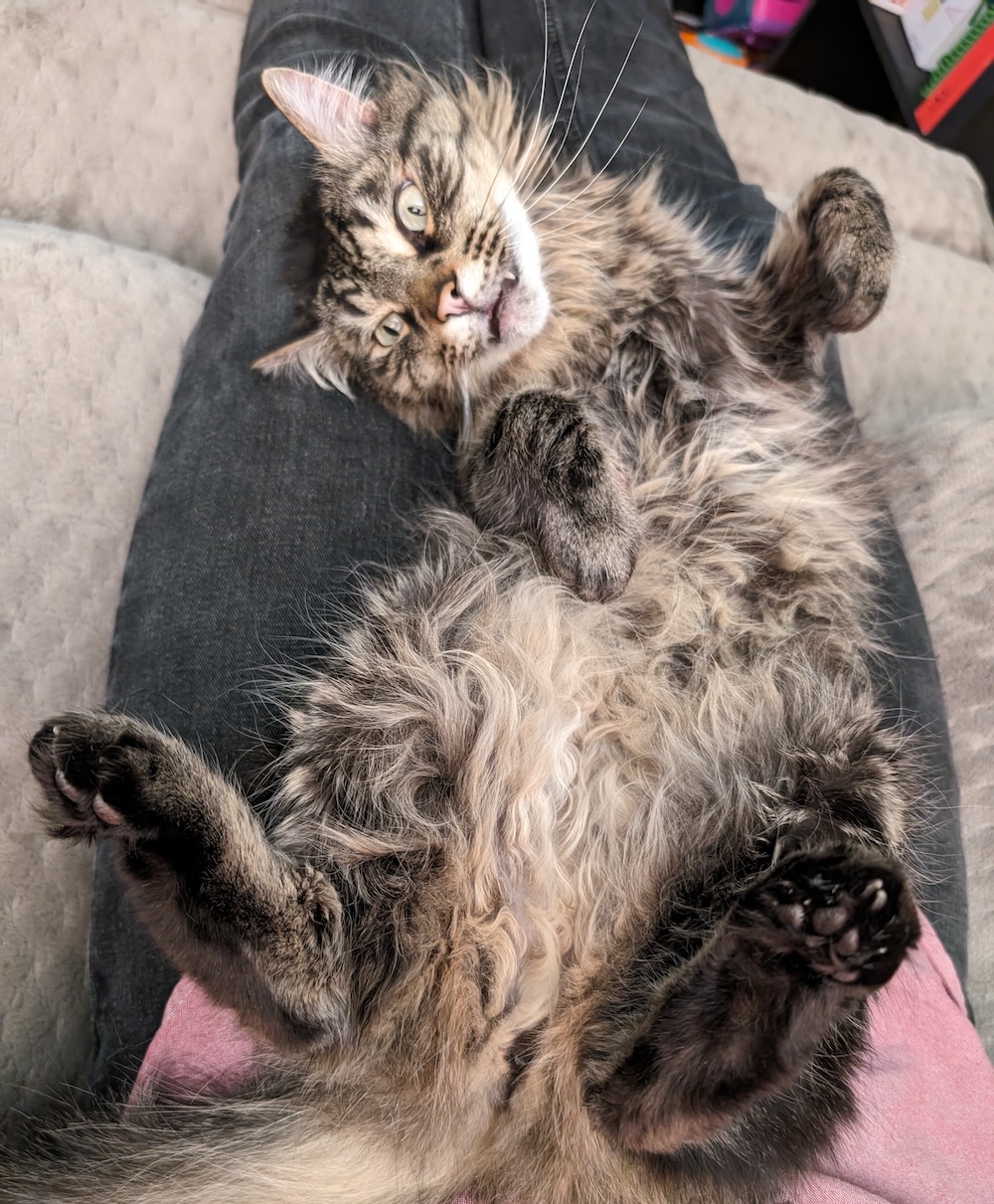Murphy is a fluffy cyber cat with a little snaggle tooth, lying on their back with their belly all fuzzy. 