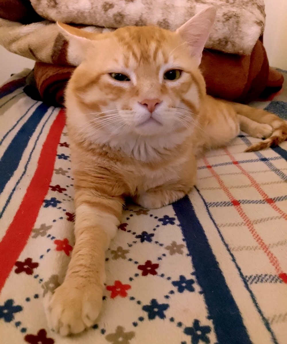 Lord Meow is a ginger cat who's seen relaxing with his paw out stretched on a blanket.