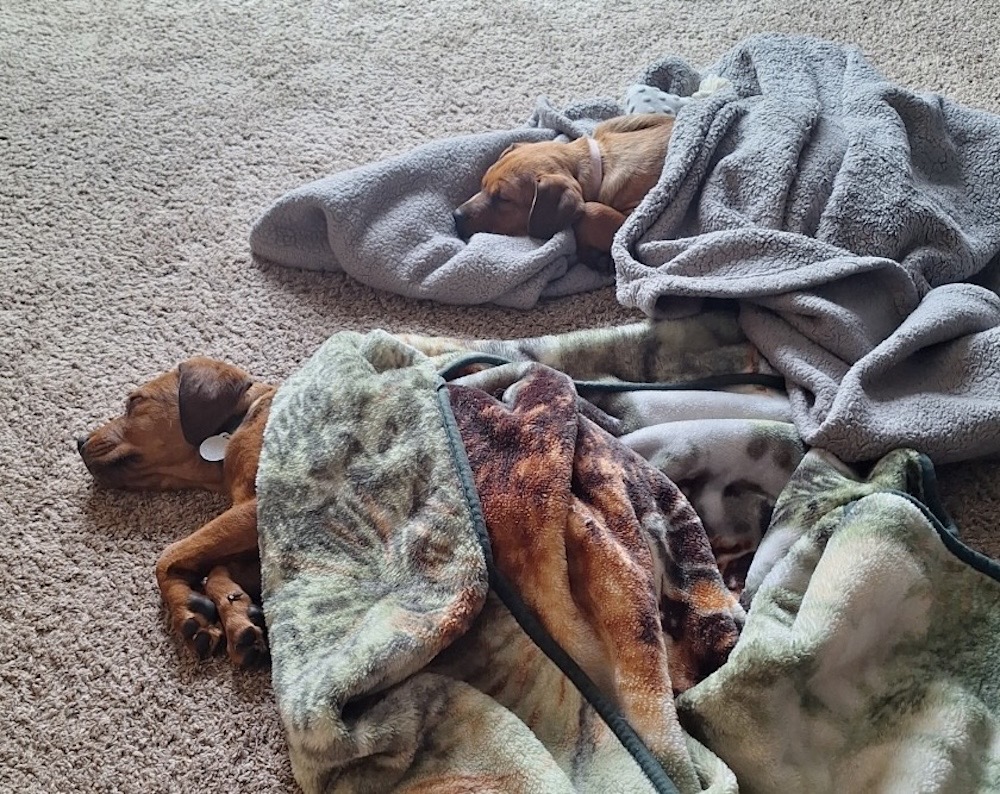 Two very cute brown dogs asleep on the carpet, surrounded by blankets, the dogs are called humperdink (top) and Fezzick (bottom).