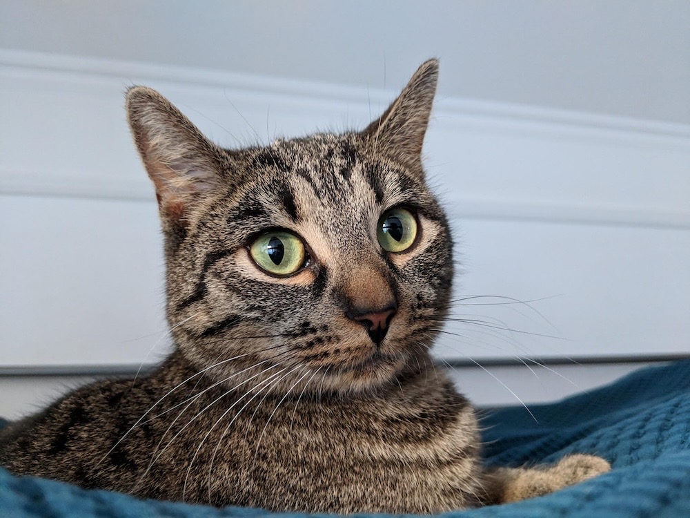 Fluffy is a shorthair tabby with beautiful eyes, sitting on a blue blanket.