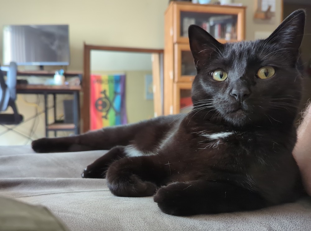 Dr. Ada Lovelace, a black cat with a white tuft under her chin