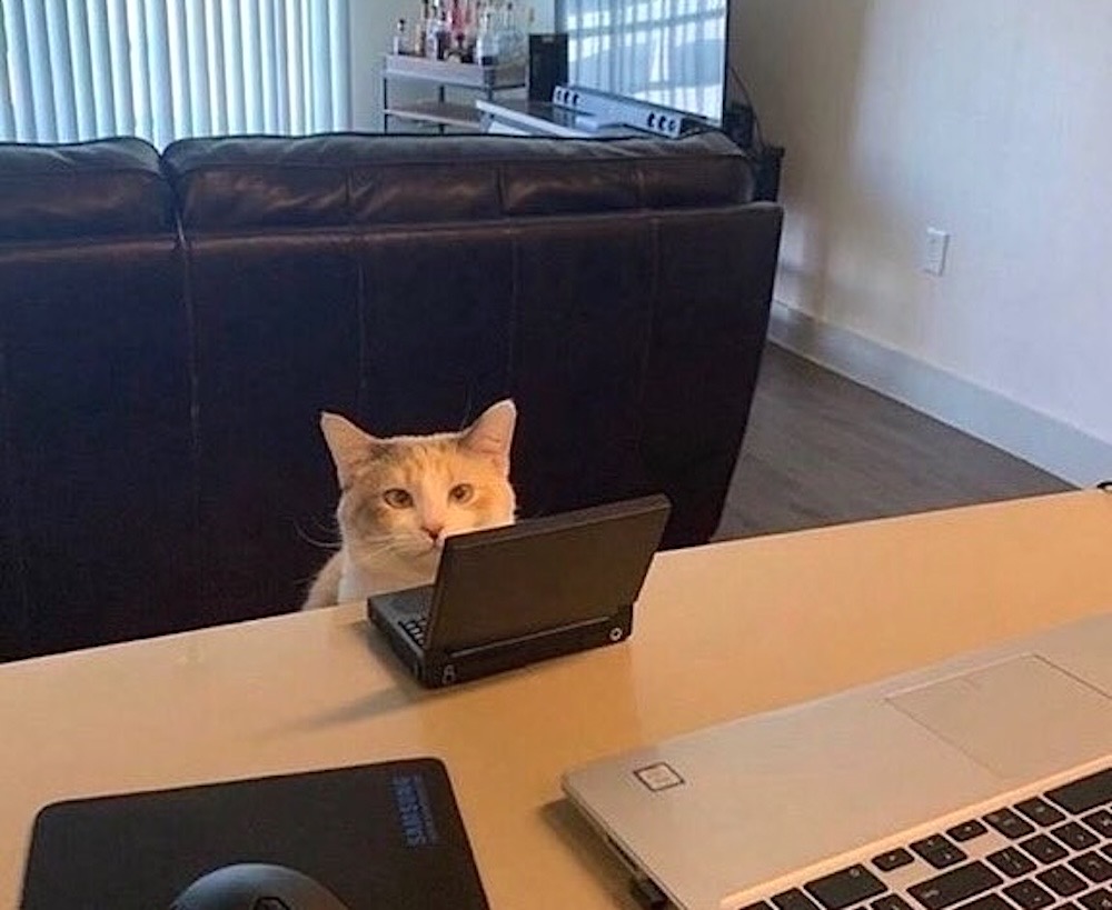 A cat sat at a table in a livign room, looking at the camera, with a tiny cat-sized laptop in front of them.