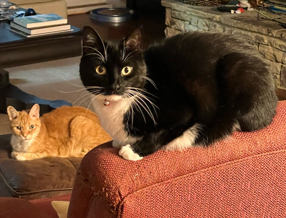 Finn and Stevie are ginger and black/white cats.