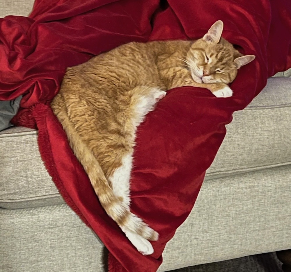 Steve is a very handsome ginger kitty asleep on a red velvet blanket on aa sofa. (How comfy!)