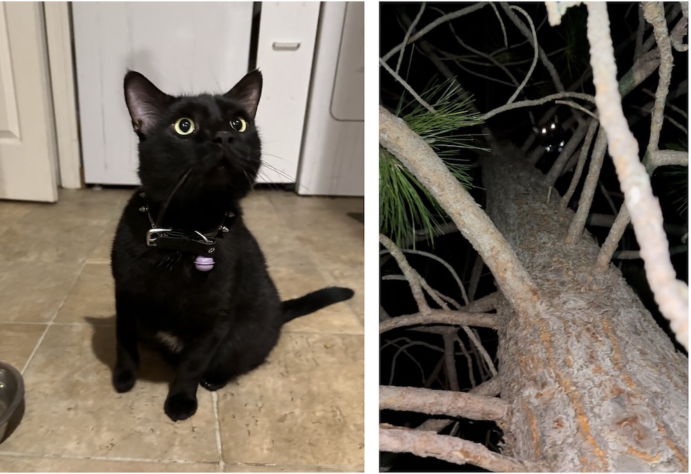 Catalino is a black, void floof on the left looking at the camera, and on the right, Catalino is seen up a tree, just with his eye reflection.