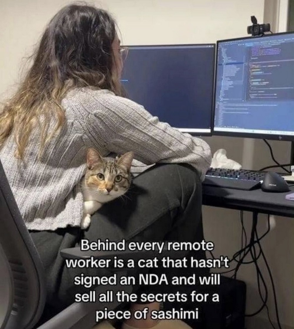 A photo of a cat on the lap of a remote worker at their desk, with the caption "Behind every remote worker is a cat that hasn't signed an NDA and will sell all the secrets for a piece of sashimi"