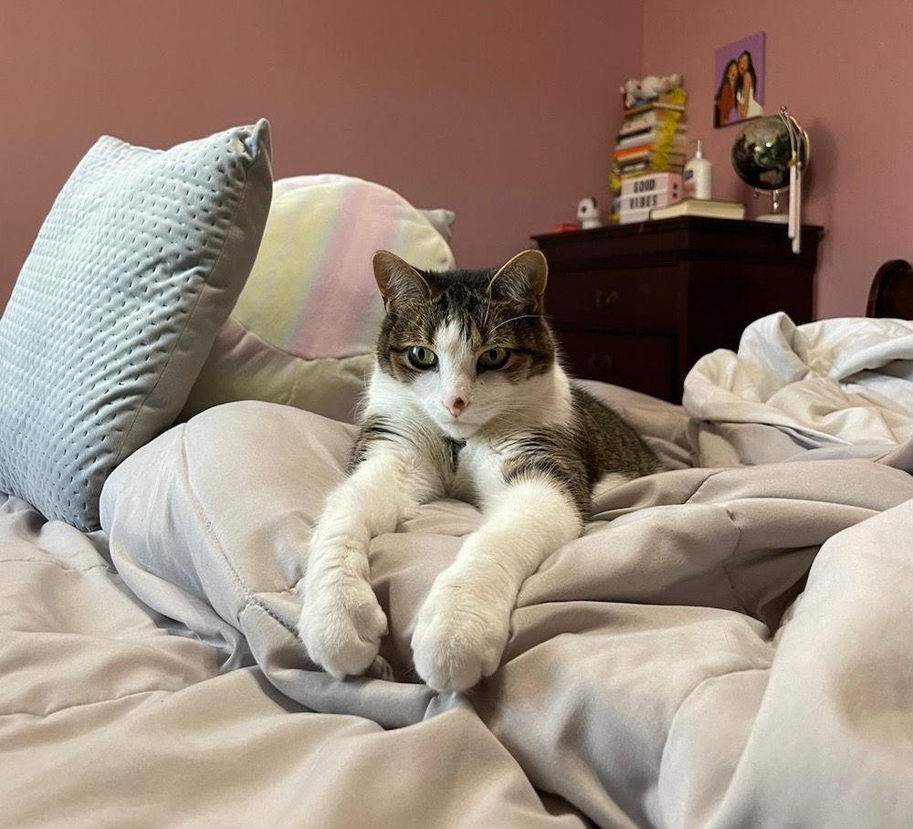 Eevee, a grey and white tabby with a black dot on their nose, laying on cushions.