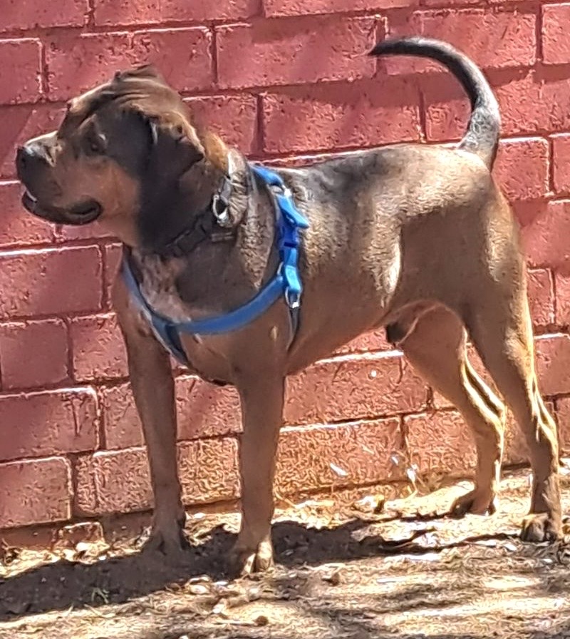 Eazy is a brown shorthair dog with a blue collar stood against a brick wall in the sunshine.