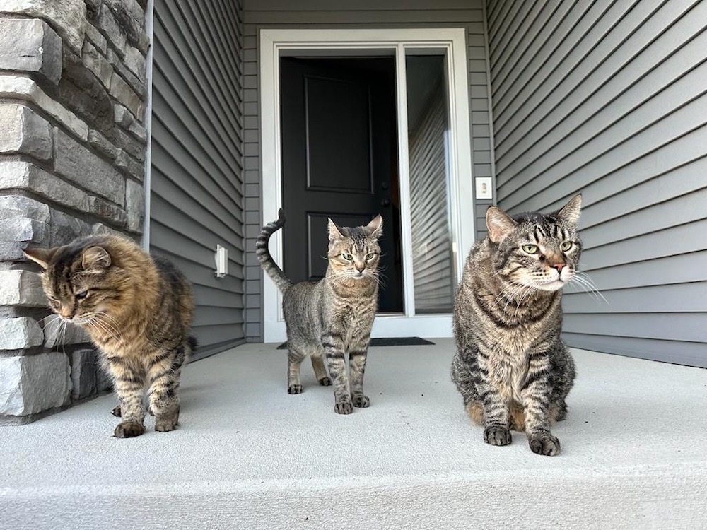 Three tabby cats on their human's porch, stood in a row, two facing the camera and the third looking down. Looks in the style of "Reservoir Dogs," but with cats. 