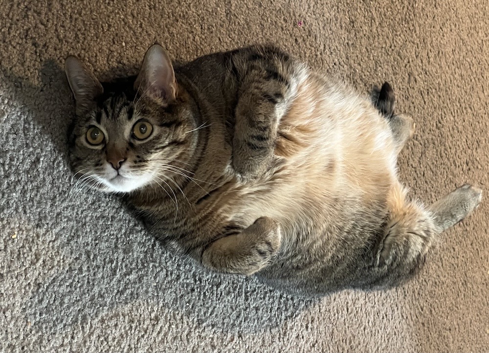 Mister is a tabby cat lying on his back on the carpet with his paws out.