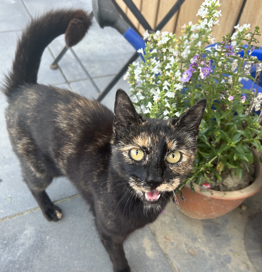 Dirk is a black and orange cyber cat, outside by a pot of flowers, mid-meow. (Very cute indeed.)