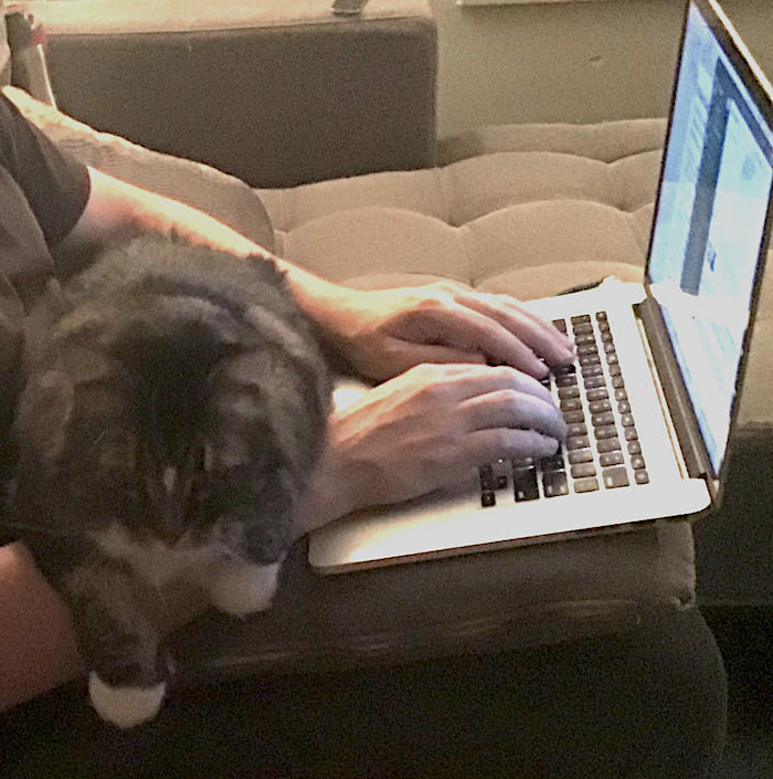 Charlie, sitting on the hands of his human trying to write on their laptop.
