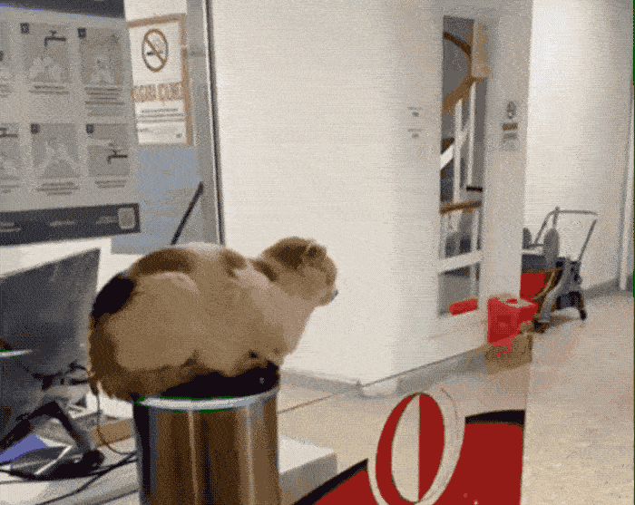 An animated GIF of a cat sitting on a customer gate entry system in an office as the gate closes.