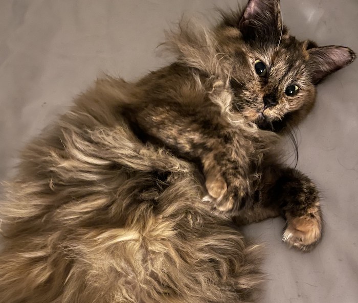 This week's cyber cat, Miette.