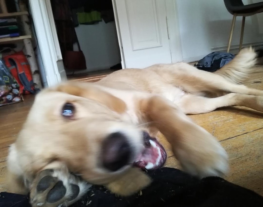 Whisky is a very cute labrador (I think) who can be seen lying on the floor with and mouth open in excitement, as such the photo is slightly blurry!