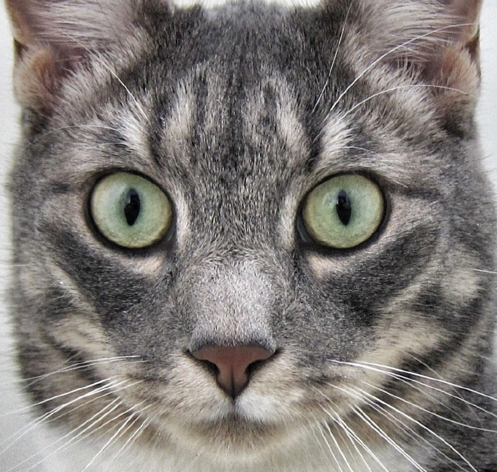 A close-up photo of Stone Barrington