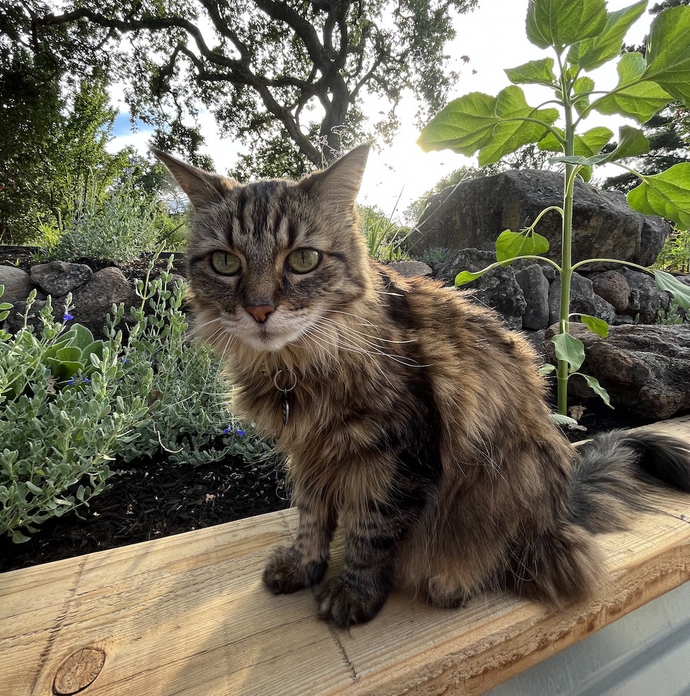 Emma, a brown tabby with green eyes sitting outside in nature