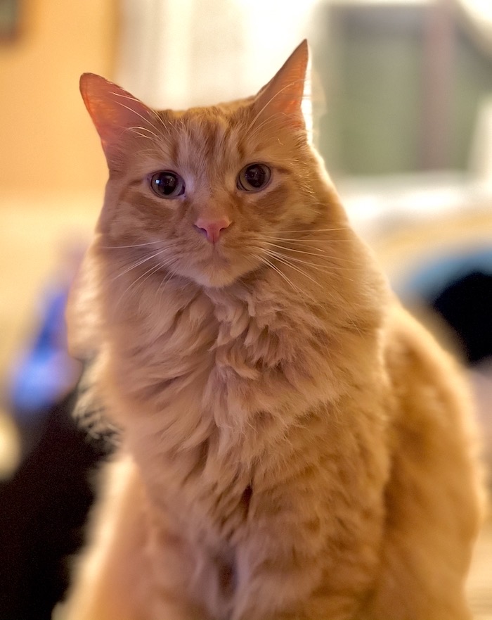 Orange tabby cat called Thor.