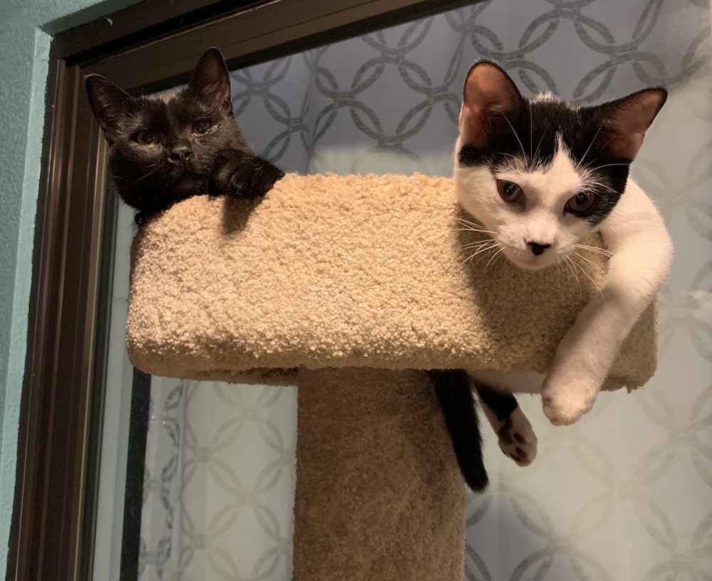 Midnight and Petey (left to right) sitting on top of a cat tree.