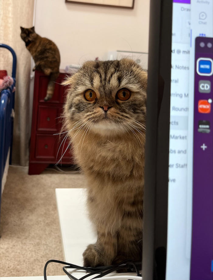 Two cybercats, Franklin (front) and Schrödinger (back)