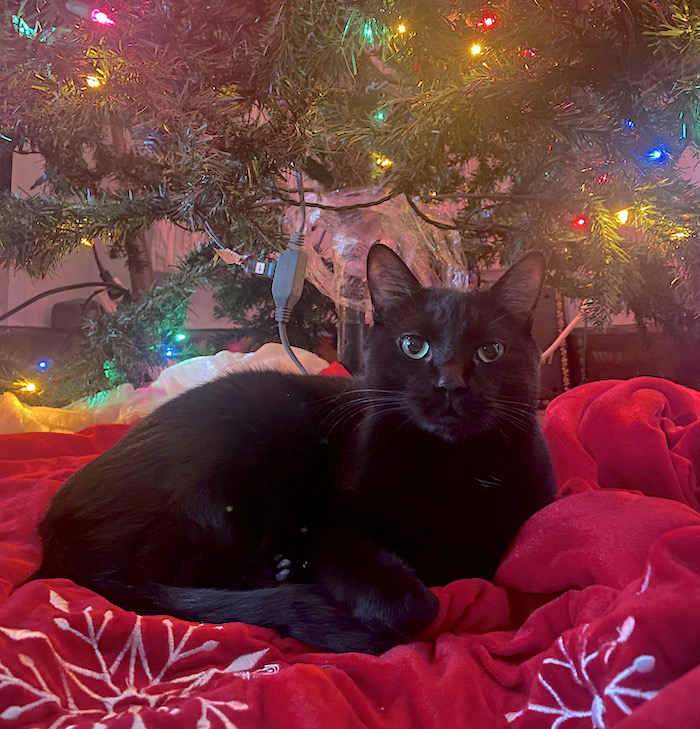 Sloane is a jet-black kitty laying on a fuzzy warm red blanket under a Christmas tree with colored lights.