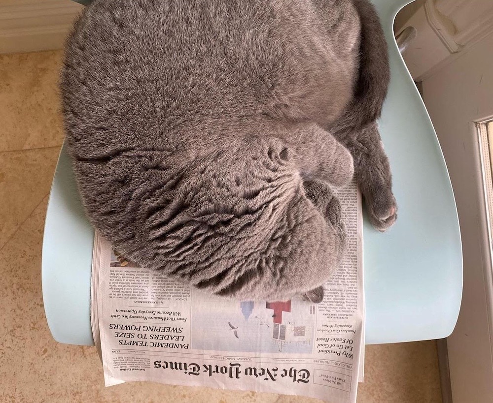 Sweetpea is a very cute, very fluffy grey Russian blue kitty curled up on an office chair on top of a copy of The New York Times.