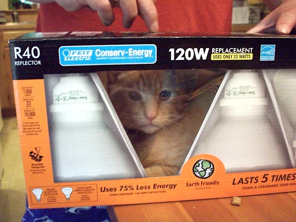 Wilson is a ginger cyber cat who can be seen sitting inside a large box of light bulbs, and whose face can be seen through the transparent plastic on the box.