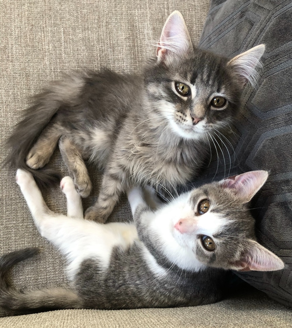 Westley (gray) and Princess Buttercup (white and gray) are two very cute fluffy kittens cuddling with each other on a couch.