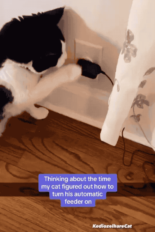 A cat pulling a plug out of a wall slightly in order to reset the cat food dispenser, which then spits out a few pieces of dry food.