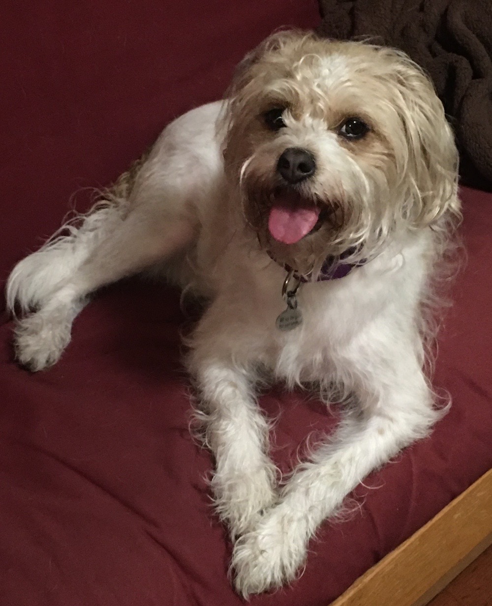 A cyber cat (actually a dog) called Ruby