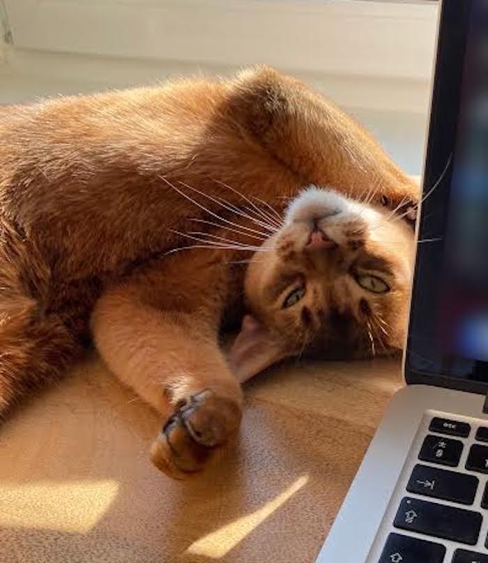 This week's cyber cat is Belle.