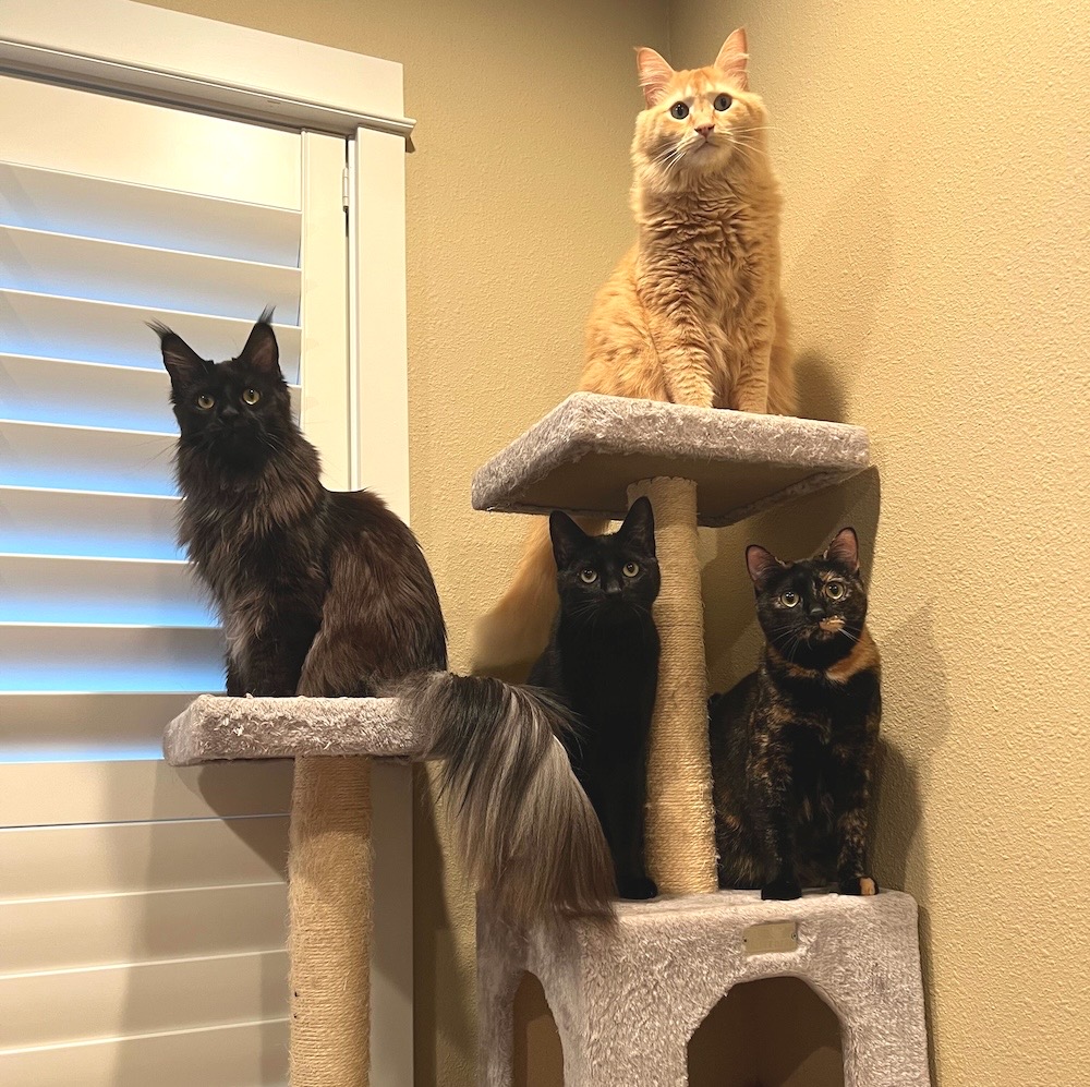 Four cybercats on a cat tree. Clockwise from top: Cannoli, Pretzel, Toast, and Waffle.