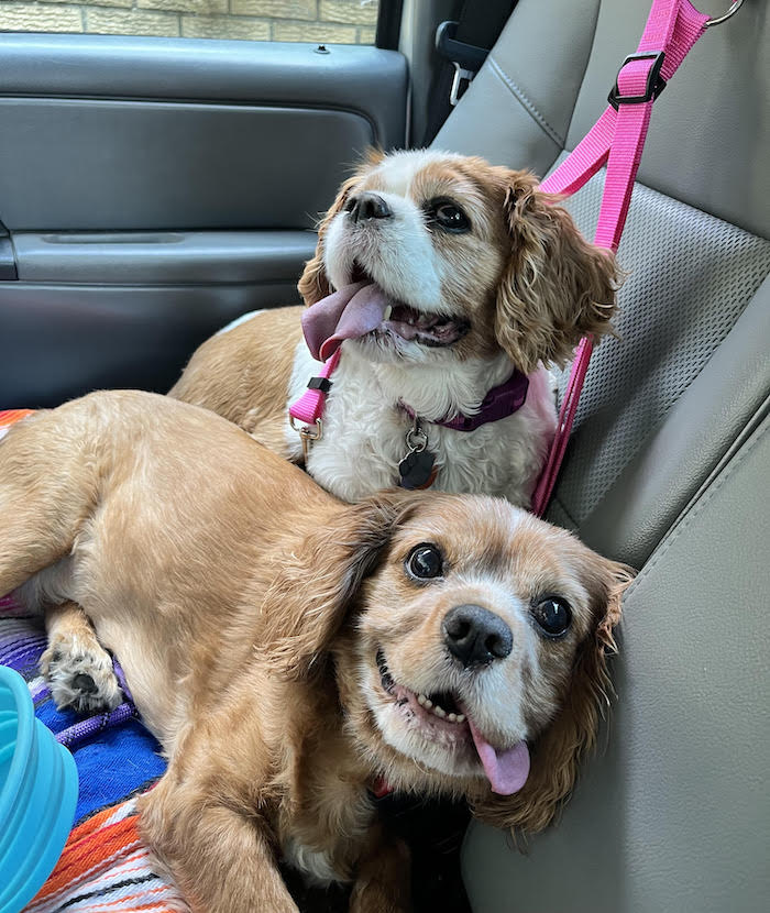 Emily (top) and Bailey (below), two dogs on the back seat of a car