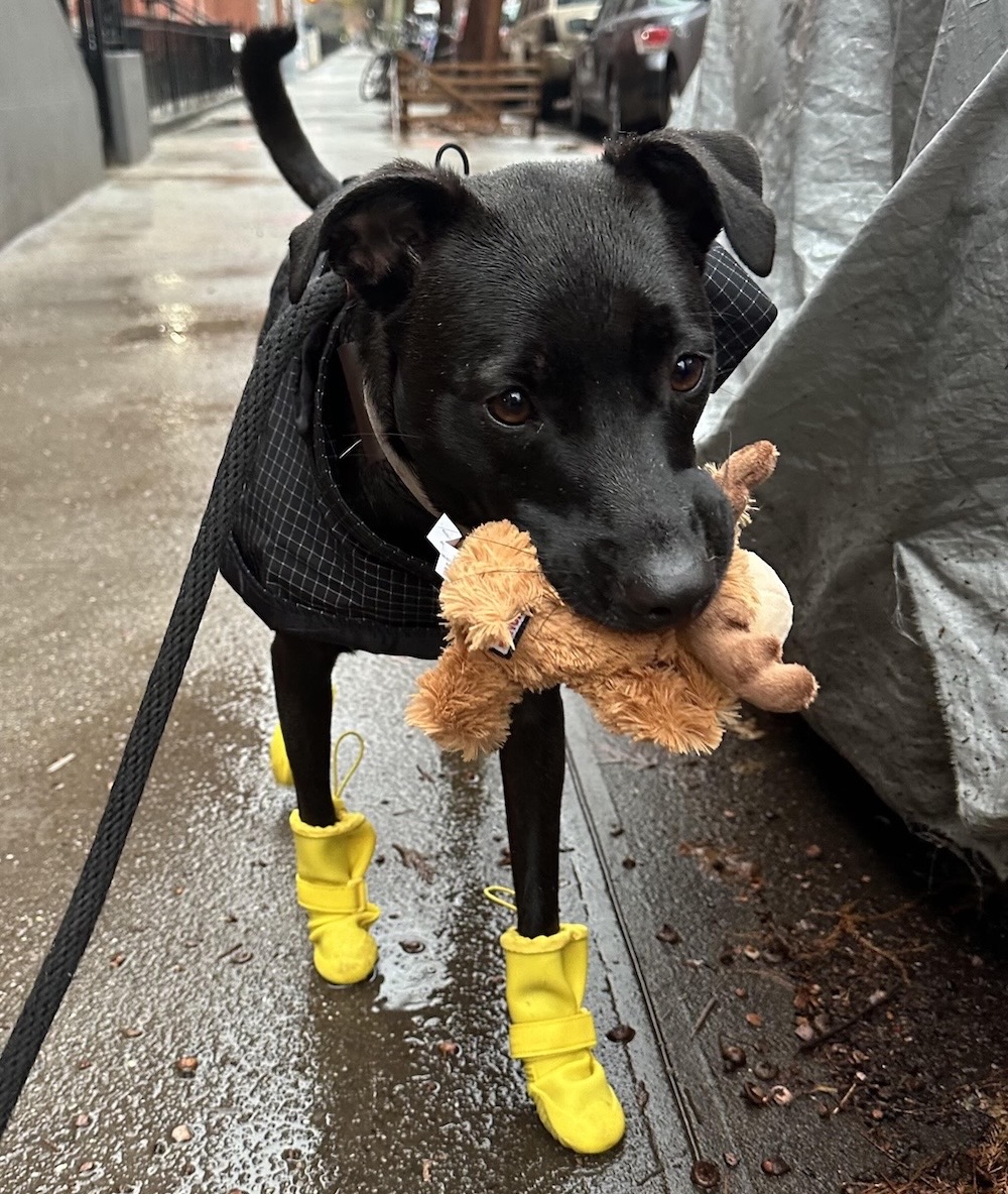 Maple is a black dog with a raincoat and the cutest yellow rain-booties, holding a stuffed toy in her mouth. Absolutely adorable. 
