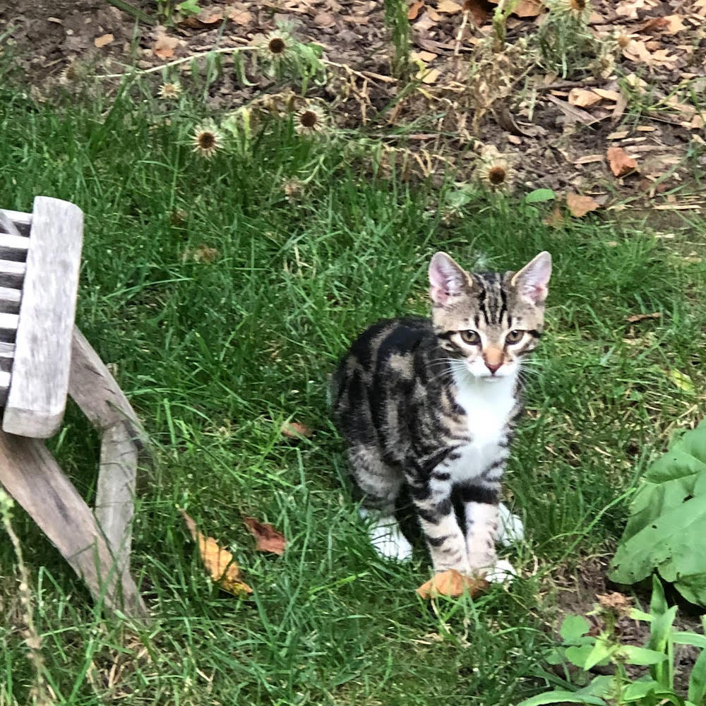 Kira is a small, tabby kitten sitting in some grass outside.