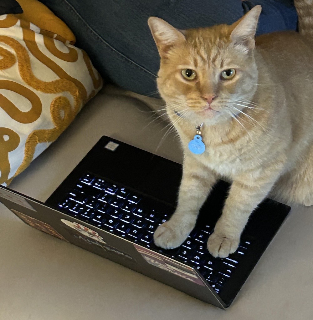 Toby is a ginger tabby cat with a blue collar, and he's got his paws on a computer laptop.