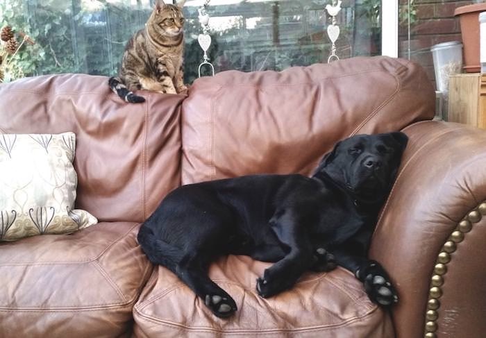 Eddie (dog) and Fatcat (cat)
