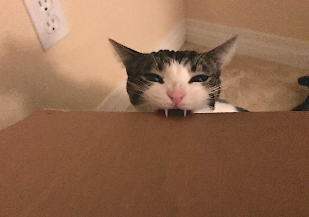 Tori is a tabby cat who's taking a bite out of a piece of cardboard with their teeth exposed.