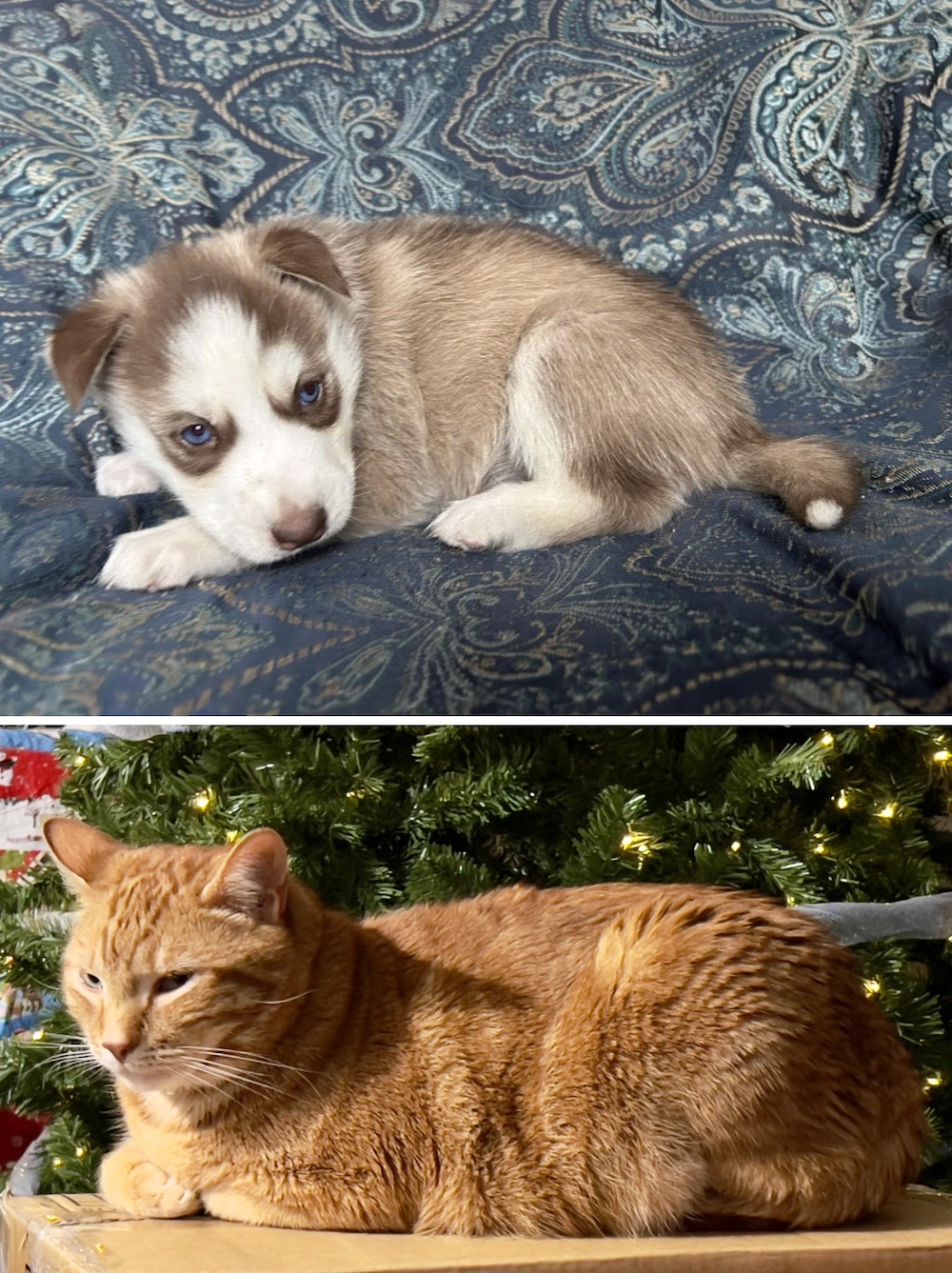 Two photos: on top, Luna Nymeria, a very small puppy with eyes barely open; and below, Pichy, an adult ginger cat