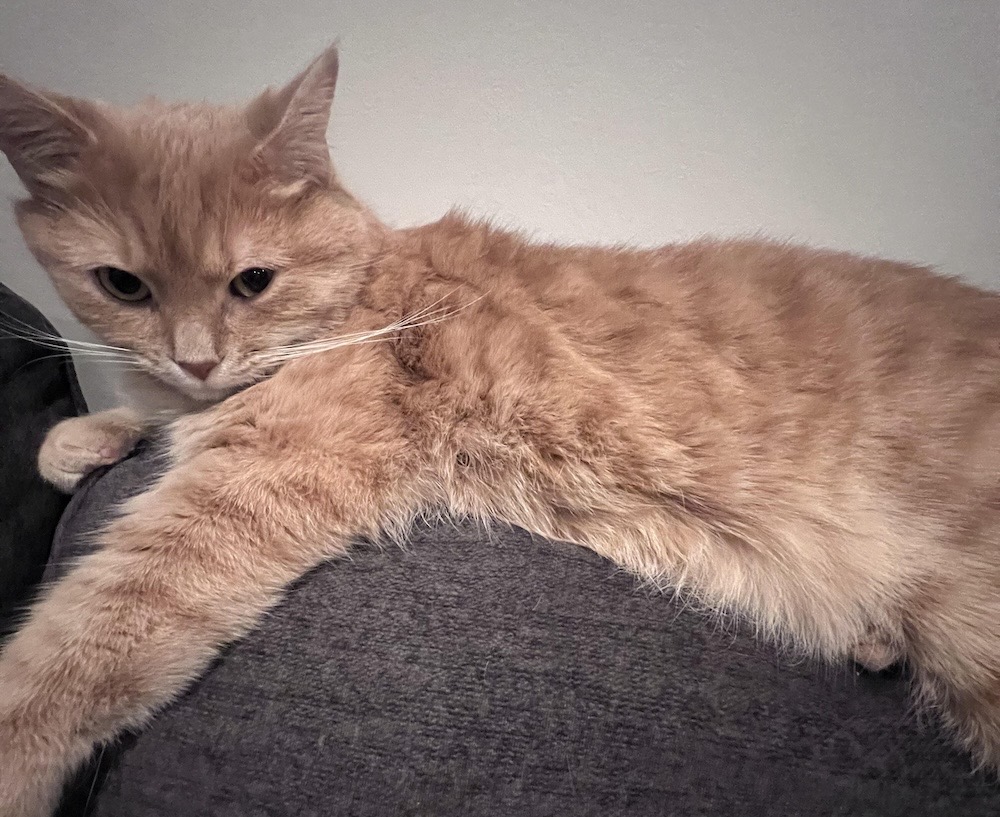 Leo is a ginger cat sitting on the top of a sofa cushion.