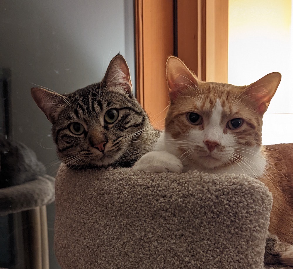 Two cats, one tabby and one ginger, sitting on a cat tree.
