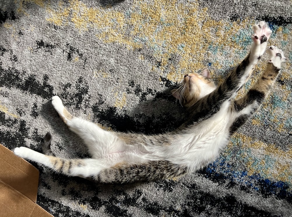 A cyber cat stretched out on a rug, looking almost as if the cat is trying to catch a soccer ball from going into a net.