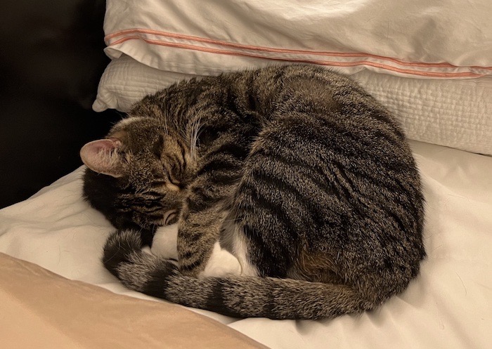 Jinx, a tabby cat sleeping curled up and comfy asleep.