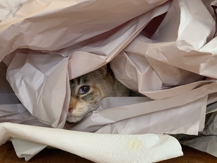 Lily peeking her head through a huge pile of crumpled paper