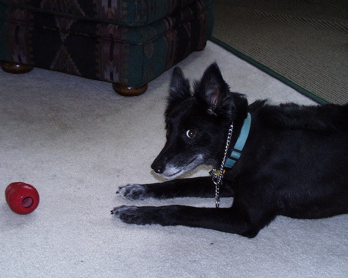 Dexter, a black dog.