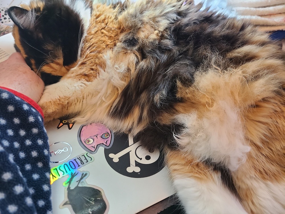 Calla is a brown and orange fluffy cat asleep on a closed computer with her human's hand.